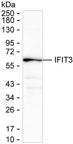 IFIT3